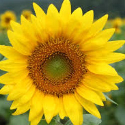 สมาชิกหมายเลข 765201