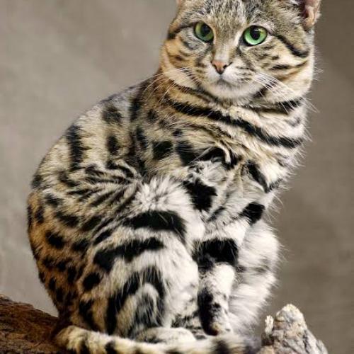 สมาชิกหมายเลข 6670103