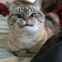 สมาชิกหมายเลข 2537410