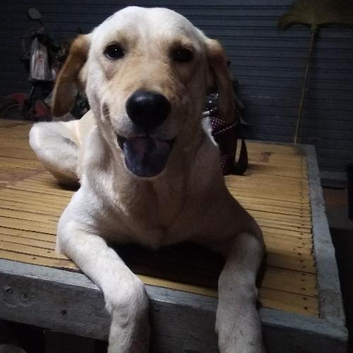 สมาชิกหมายเลข 4843238