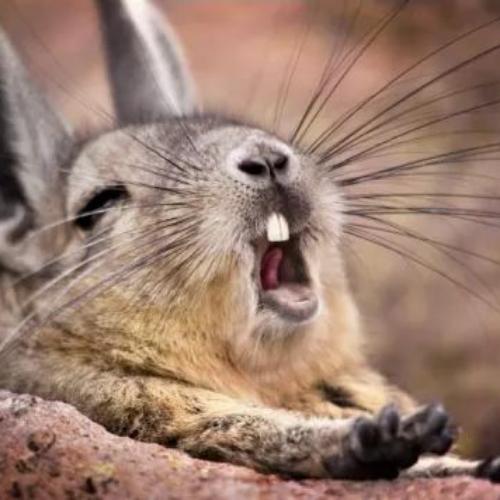 สมาชิกหมายเลข 5115633