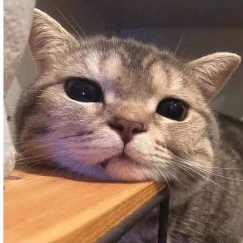 สมาชิกหมายเลข 5506299