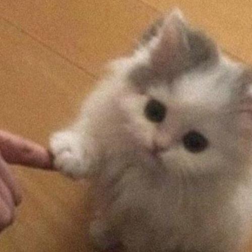 สมาชิกหมายเลข 6411648