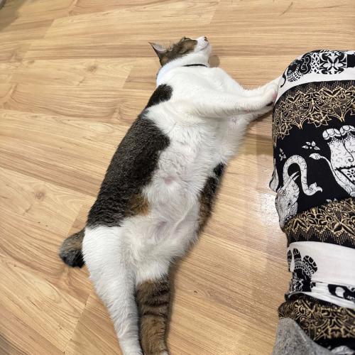 สมาชิกหมายเลข 4468954