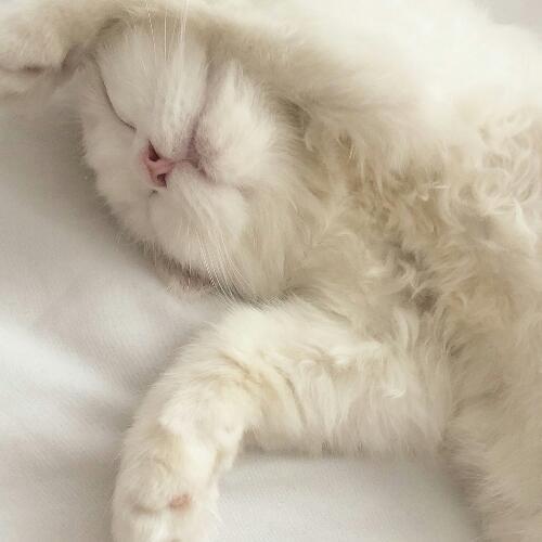 สมาชิกหมายเลข 5218772