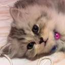 สมาชิกหมายเลข 2047494