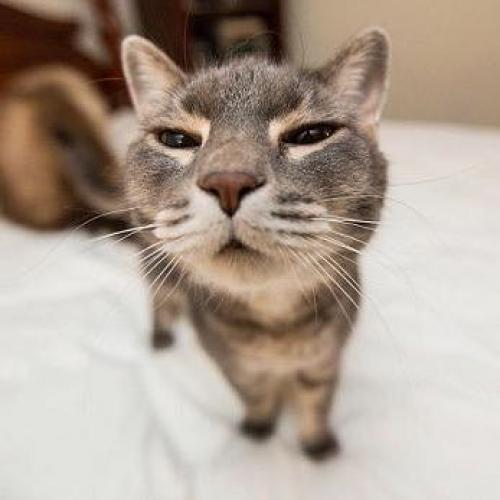 สมาชิกหมายเลข 4382058