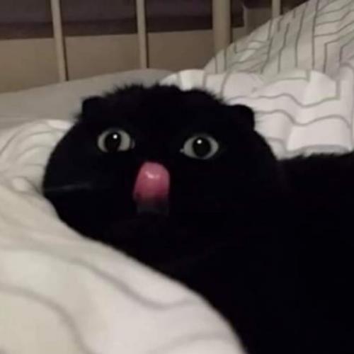 สมาชิกหมายเลข 5458137