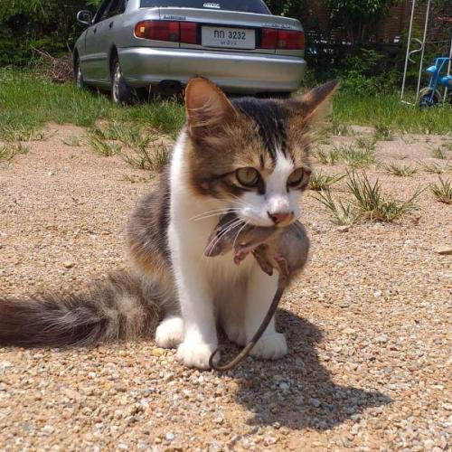 สมาชิกหมายเลข 5507521