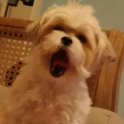 สมาชิกหมายเลข 1494091