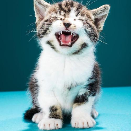 สมาชิกหมายเลข 4743116