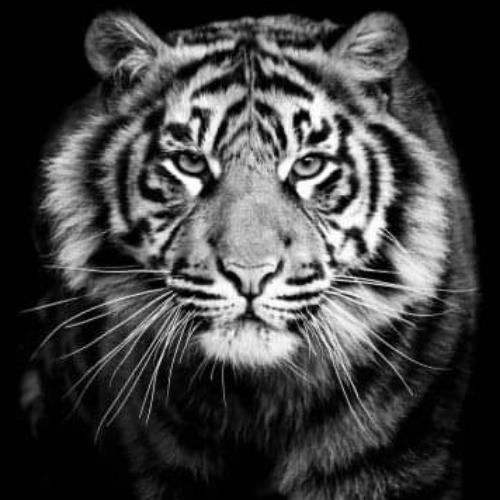 สมาชิกหมายเลข 2510714