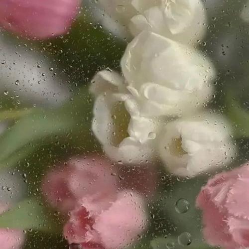 สมาชิกหมายเลข 7423335