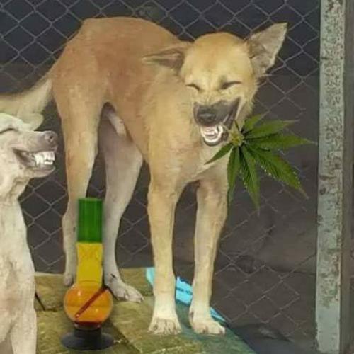 สมาชิกหมายเลข 4377164