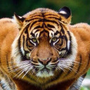 สมาชิกหมายเลข 4382975