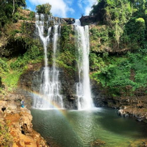 หมูน้อยหน้าลิง