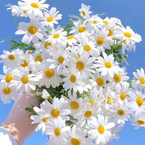 สมาชิกหมายเลข 6459961