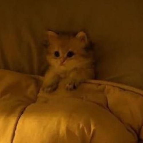 สมาชิกหมายเลข 7424056