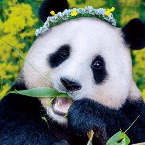 สมาชิกหมายเลข 7283333