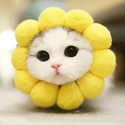 สมาชิกหมายเลข 2502527