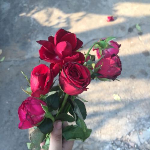 สมาชิกหมายเลข 5113880