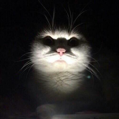 สมาชิกหมายเลข 5117752