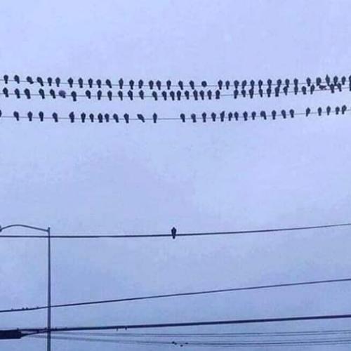 สมาชิกหมายเลข 5510591