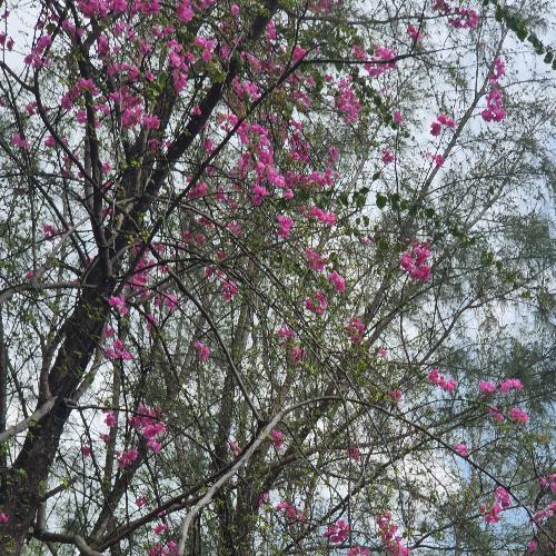 สมาชิกหมายเลข 6103657