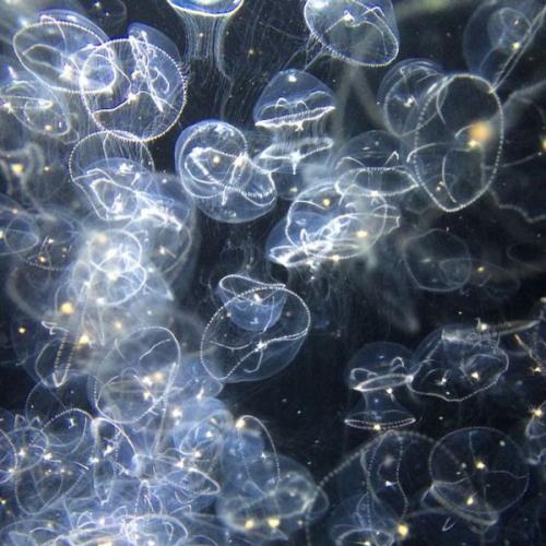 สมาชิกหมายเลข 8317324