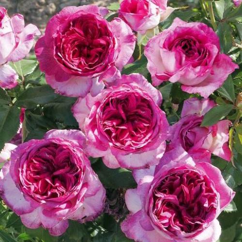 สมาชิกหมายเลข 8317434