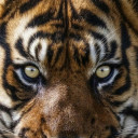 สมาชิกหมายเลข 2431263