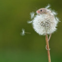 สมาชิกหมายเลข 4086990