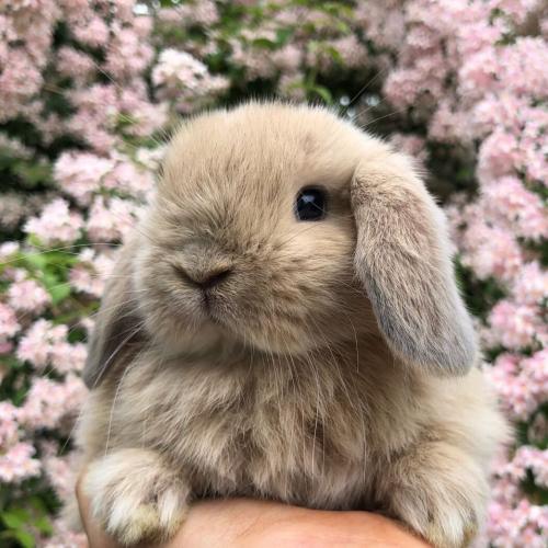 สมาชิกหมายเลข 4743984