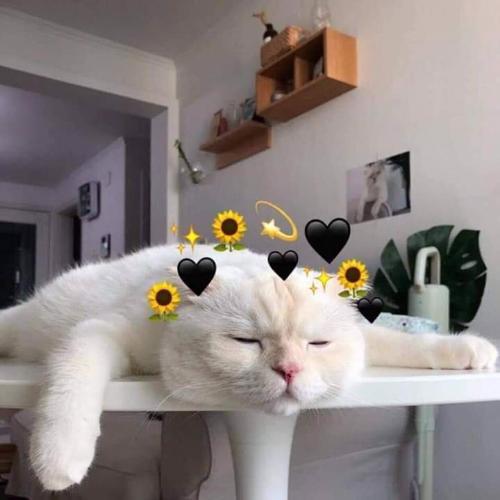 สมาชิกหมายเลข 5511312