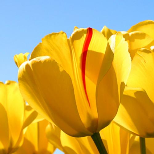 สมาชิกหมายเลข 4950021