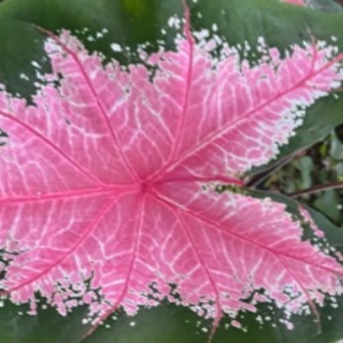 สมาชิกหมายเลข 5963963