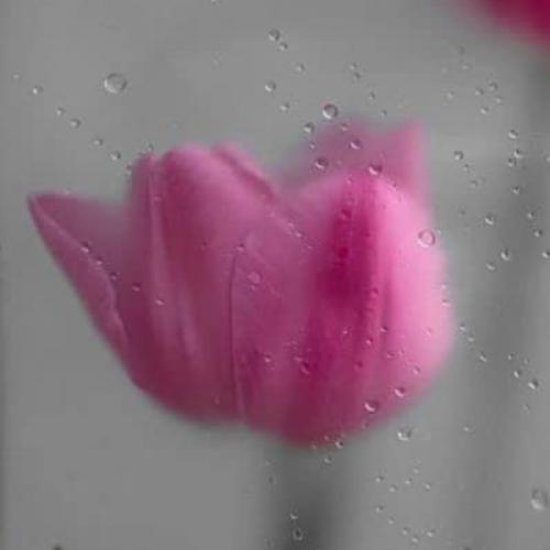 สมาชิกหมายเลข 7418074