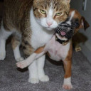 สมาชิกหมายเลข 4384180