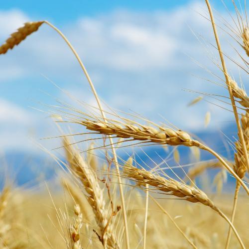 สมาชิกหมายเลข 5511678