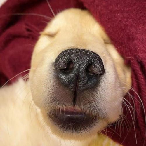 สมาชิกหมายเลข 4483571