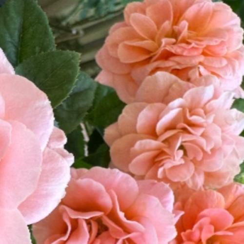 สมาชิกหมายเลข 2649142