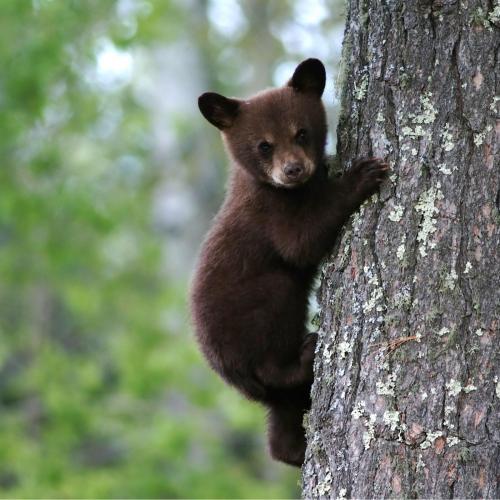 สมาชิกหมายเลข 4384515