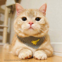 สมาชิกหมายเลข 4384793