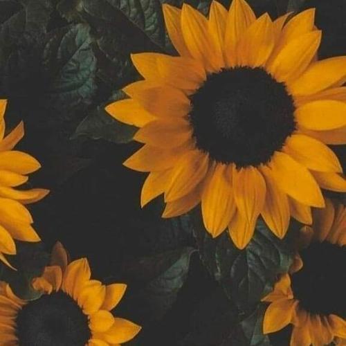 สมาชิกหมายเลข 6676975