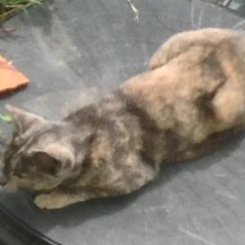 สมาชิกหมายเลข 6677037