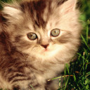 สมาชิกหมายเลข 4385342