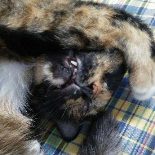 สมาชิกหมายเลข 2945264