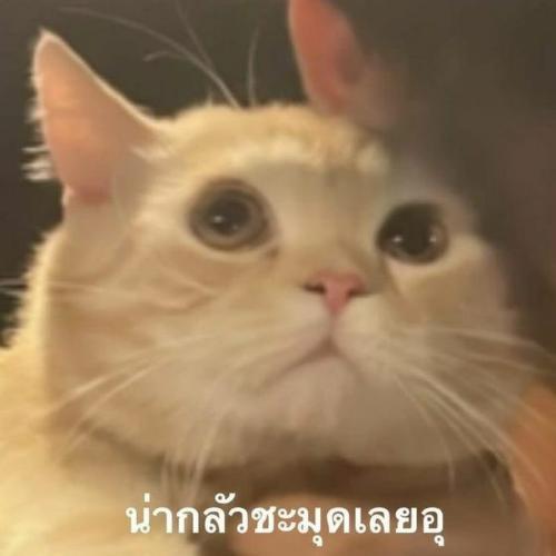 สมาชิกหมายเลข 7425917