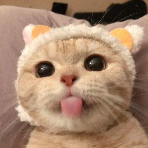 สมาชิกหมายเลข 3231147