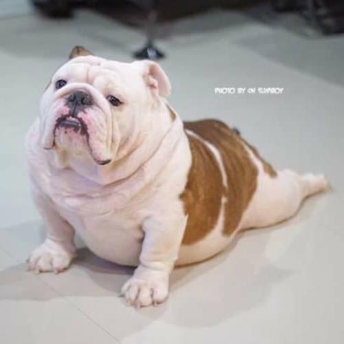 สมาชิกหมายเลข 1335833